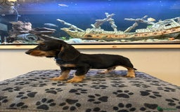 Mixed Breed dogs for sale: daxipoos puppies for sale - Image 10