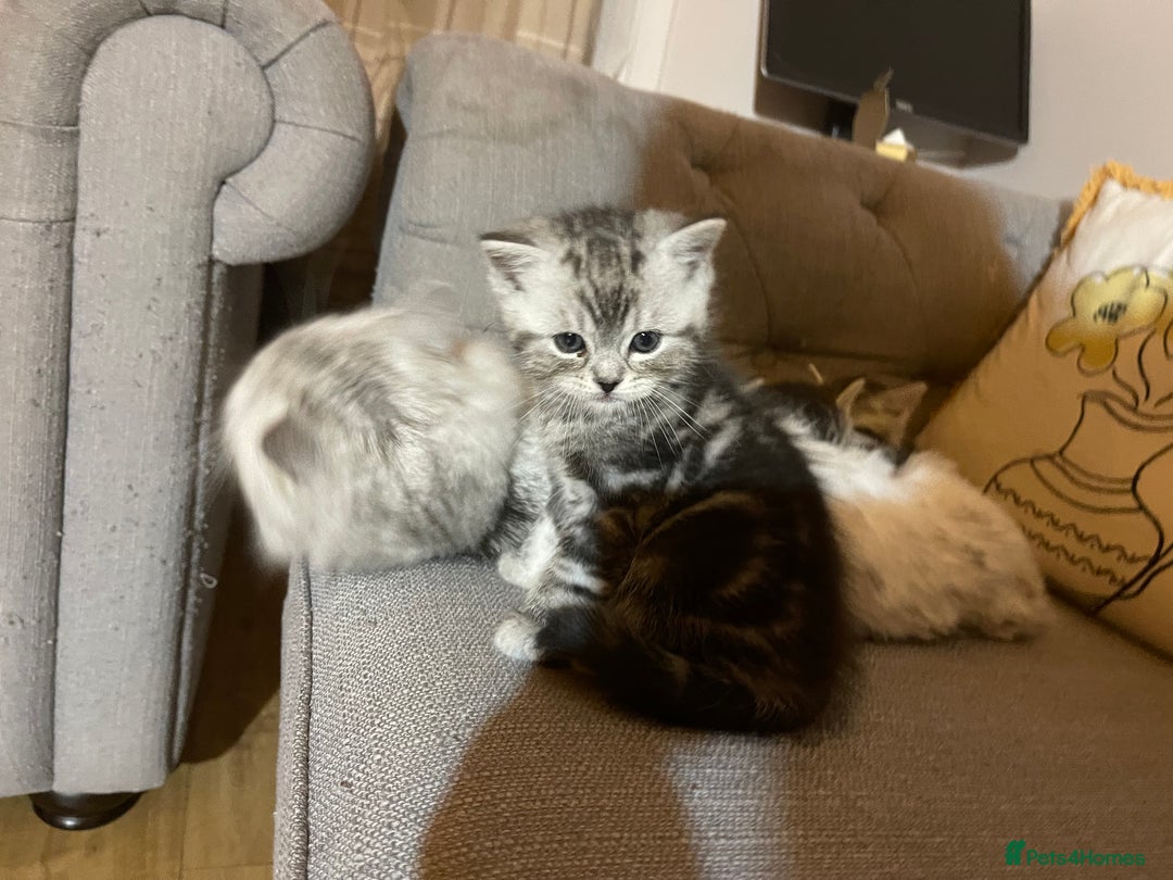 Mixed Breed cats for sale: Half British longhair kittens  - Image 10