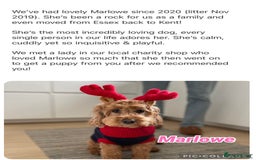 Cavapoo dogs for sale: F1 waiting list open. Heart/eye tested parents - Image 6