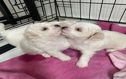 Zuchon dogs for sale: Zuchons pups ( Teddy bear pups) - Image 12