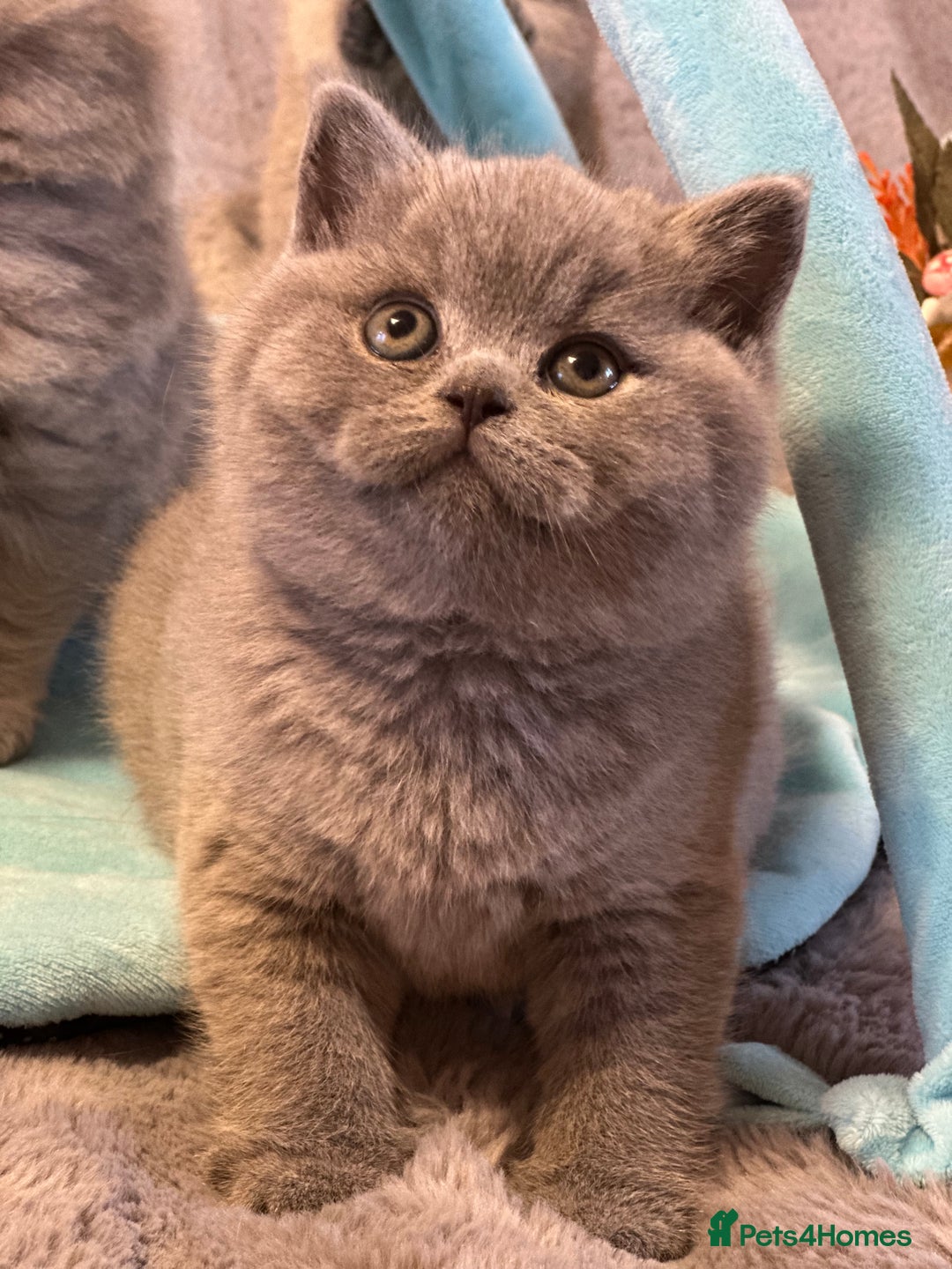British Shorthair cats for sale: GCCF registered kitten  - Advert 13