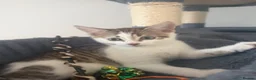 Domestic Shorthair cats for sale: 🐱 Loving kitten Looking for a New Home 🏡 - Advert 6