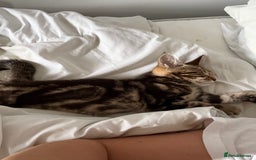 Bengal cats for sale: Bengal X Maine Coon - Image 3