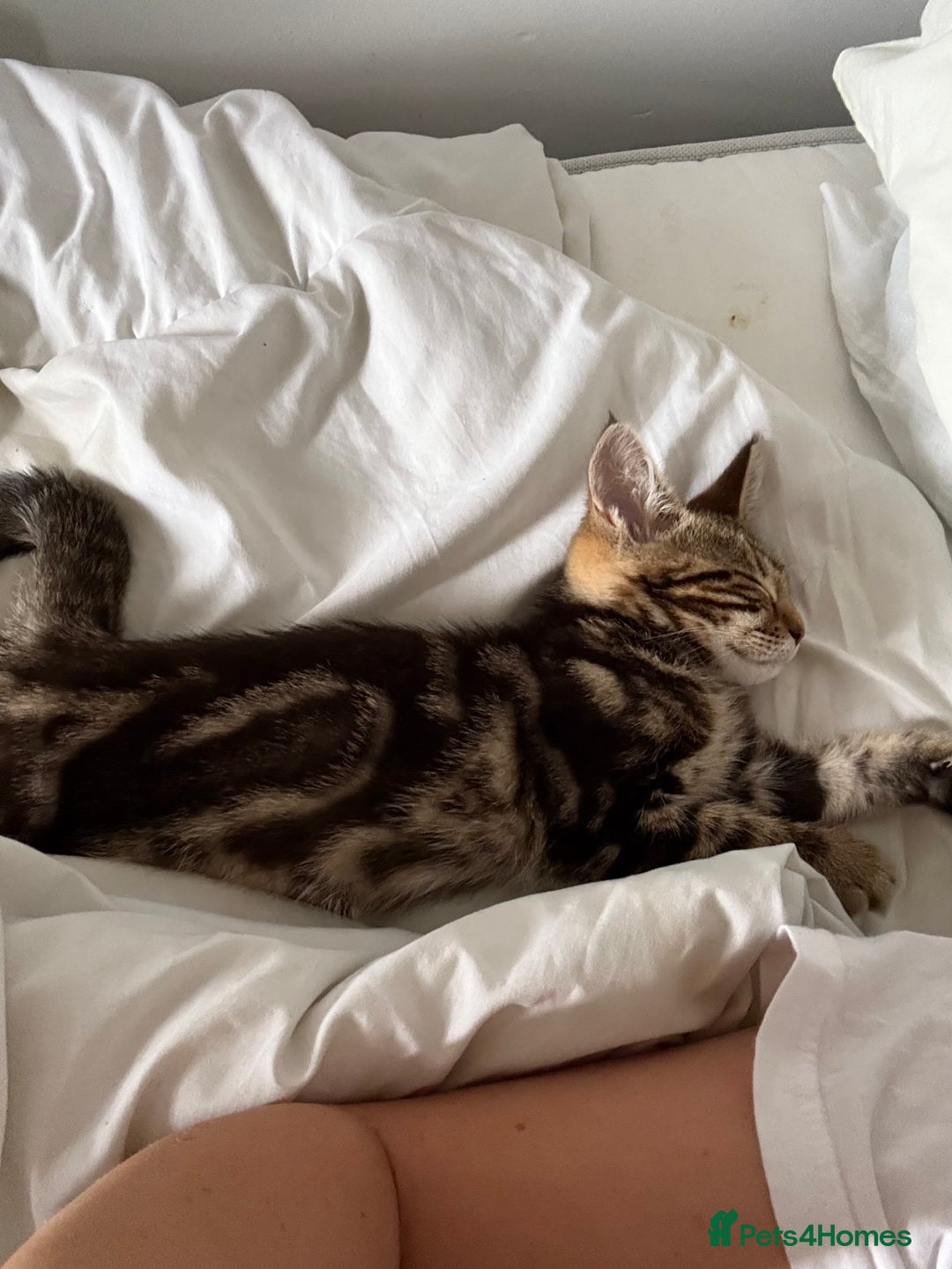 Bengal cats for sale: Bengal X Maine Coon - Image 3