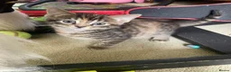 Maine Coon cats for sale: Kittens Maine coon  - Advert 12