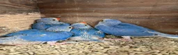 Ringnecks birds for sale: Proven Breeding Pairs  - Advert 4