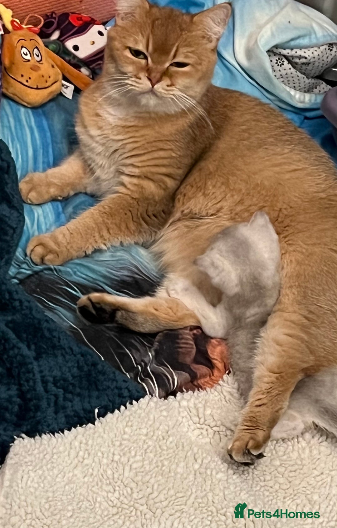 British Shorthair cats for sale: BSH🤍Zubracat Gucci 🤍GCCF🌟 - Advert 7