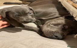 Cane Corso dogs for sale: Cane corso pups  - Image 9
