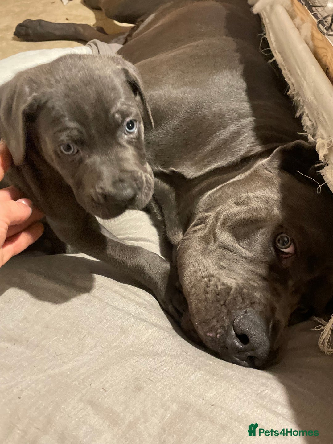 Cane Corso dogs for sale: Cane corso pups  - Image 9