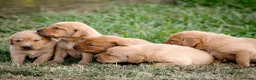 Labrador Retriever dogs for sale: Elite Litter: KC Registered Fox Red Labrador Pups - Advert 25