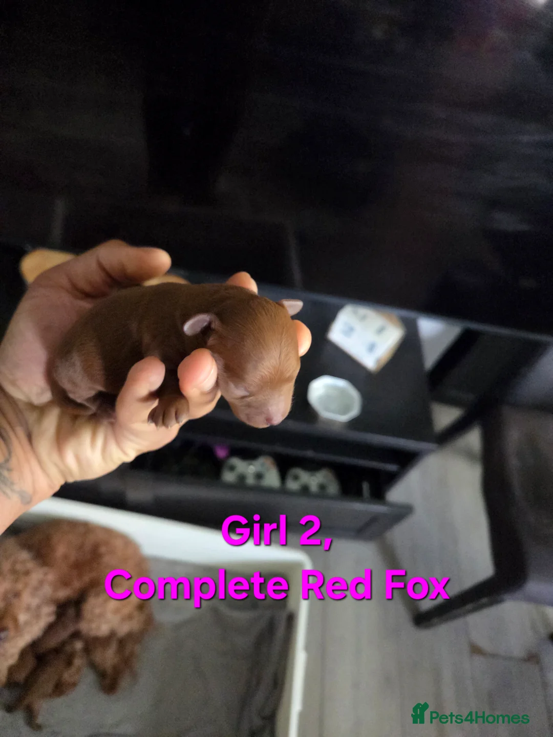 Cavapoo dogs for sale: 5x Asian Toy Poodle X Cavapoo Puppies  - Advert 7