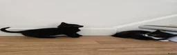 Mixed Breed cats for sale: Adorable Kittens Looking for Loving Homes baby cat in London - Advert 14