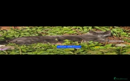 Siberian cats for sale: Beautiful Siberian x BSH kittens  - Image 22