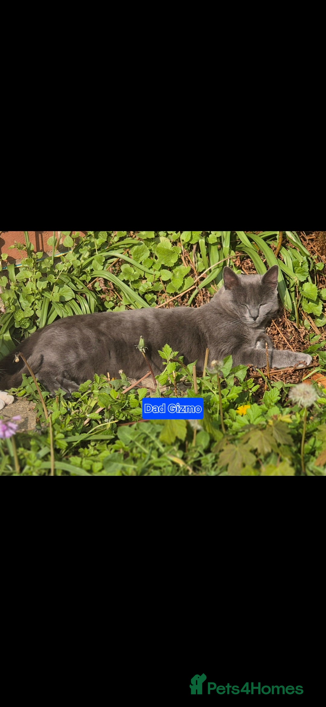Siberian cats for sale: Beautiful Siberian x BSH kittens  - Image 22