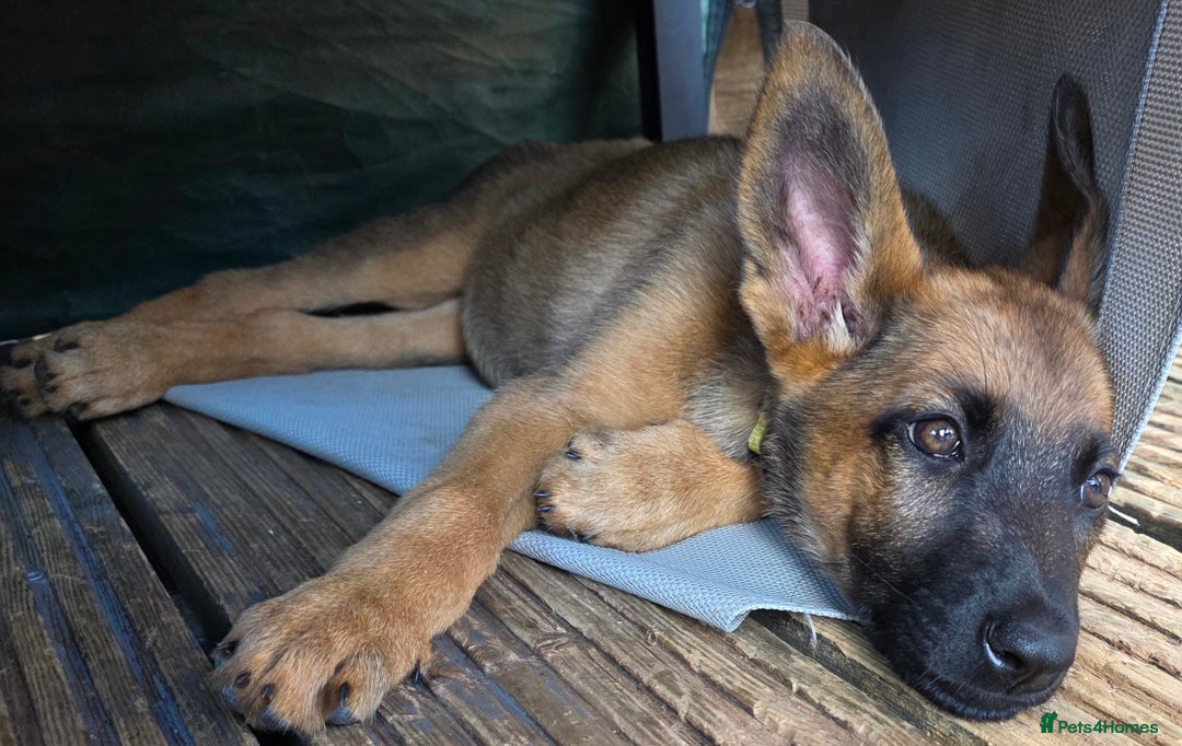 Mixed Breed dogs for sale: 11 german shepherd X Belgium malinois in Exmouth - Image 17