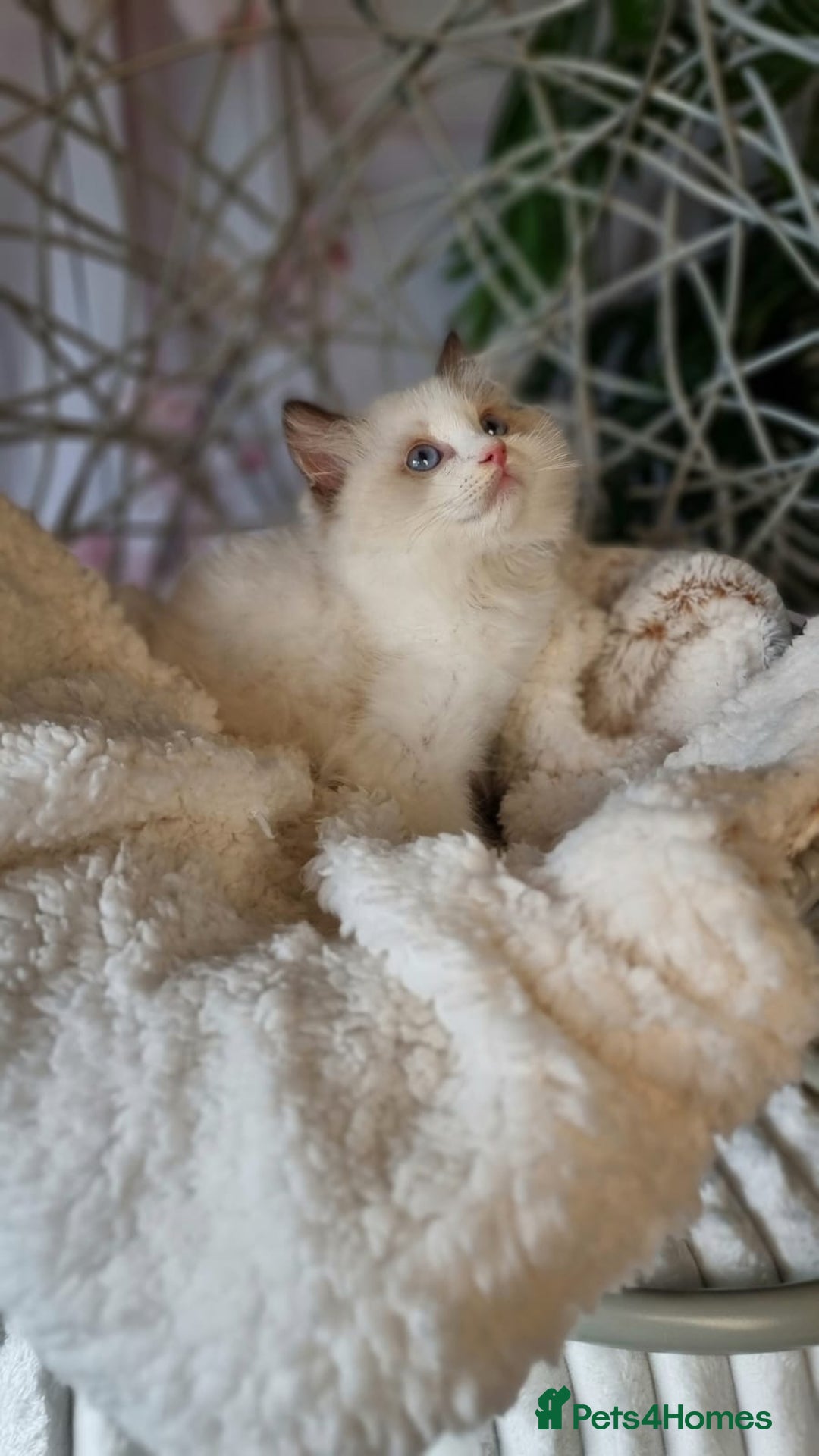 Ragdoll cats for sale: Quality Tica reg Ragdoll kittens  - Image 33