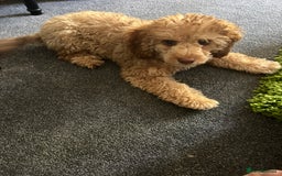 Mixed Breed dogs for sale: Two Cockapoo Female Pups 6 months old  - Image 3