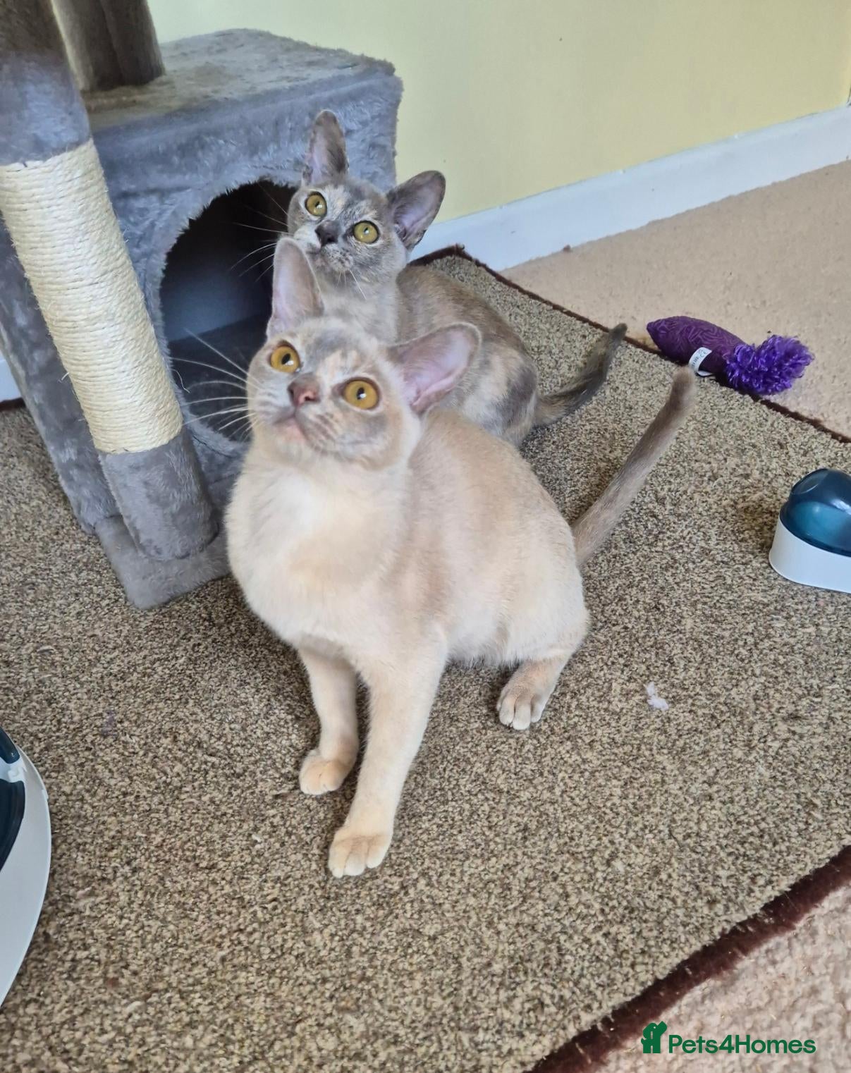 Burmese cats Beautiful Pedigree Female Tortie Burmese Kittens - Advert 3