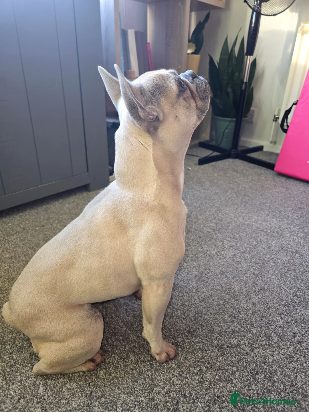 French Bulldog dogs for sale: Friendly French Buldog for adoption ☺️ in Ashton-under-Lyne - Advert 2