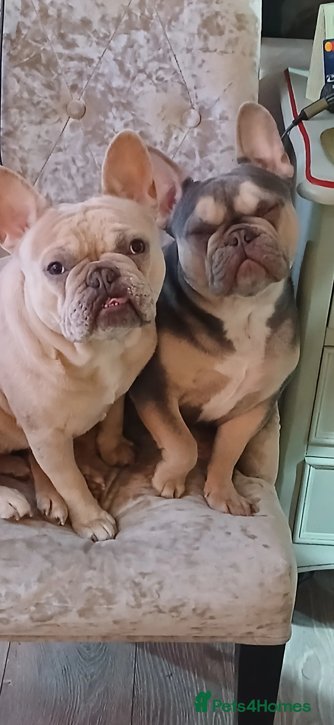 French Bulldog dogs for sale: French bulldog puppies for sale in Bedford - Advert 15