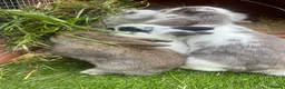 Mini Lop rabbits for sale: Mini lop / Netherland dwarf 3x males  - Advert 7