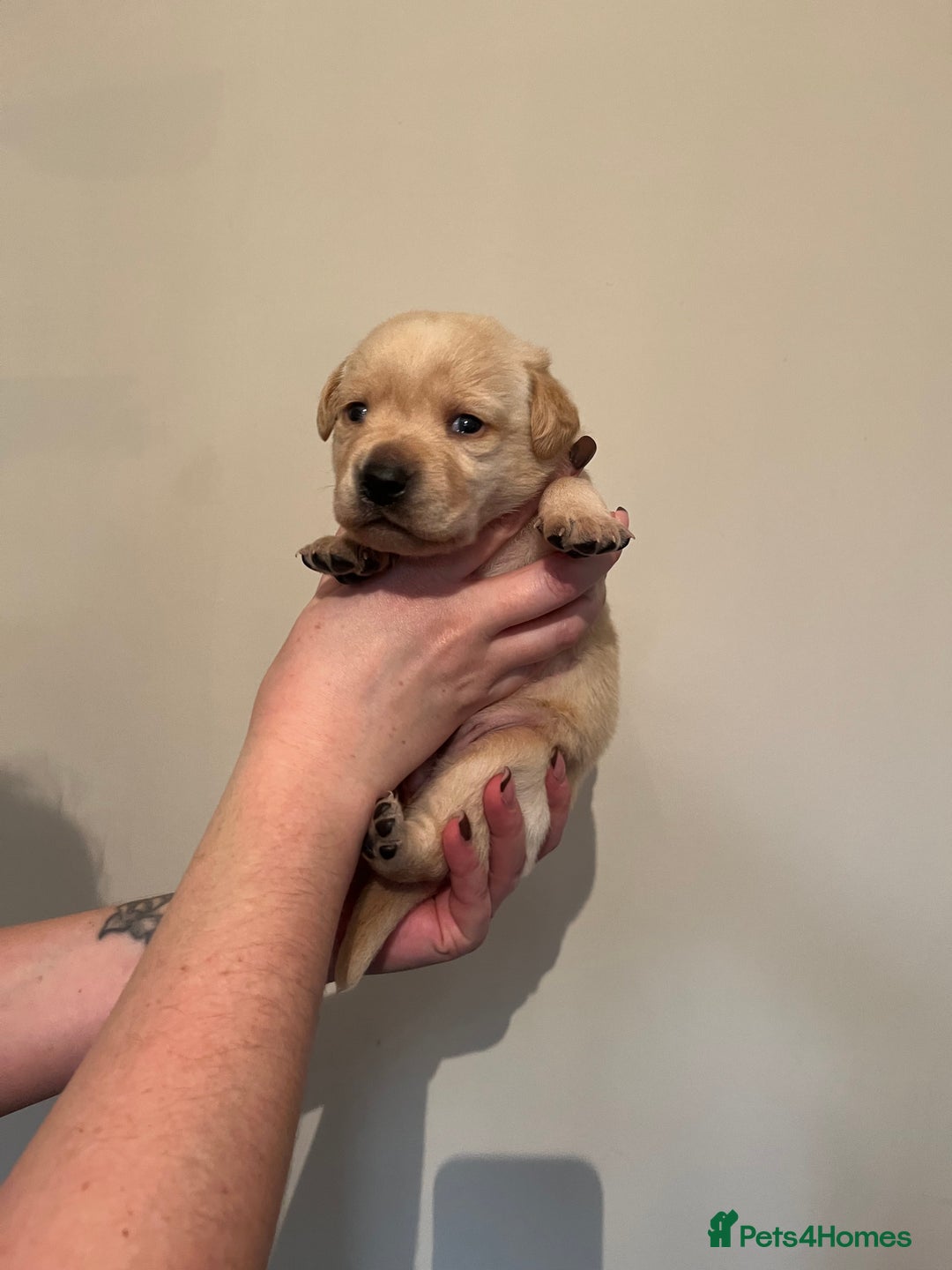 Labrador Retriever dogs for sale: Labrador Puppies - Advert 22