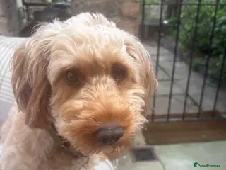 Cockapoo dogs Cockapoo F1B - Advert 1
