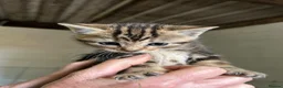 Mixed Breed cats for sale: Kittens for sale in Wotton-under-Edge - Advert 4