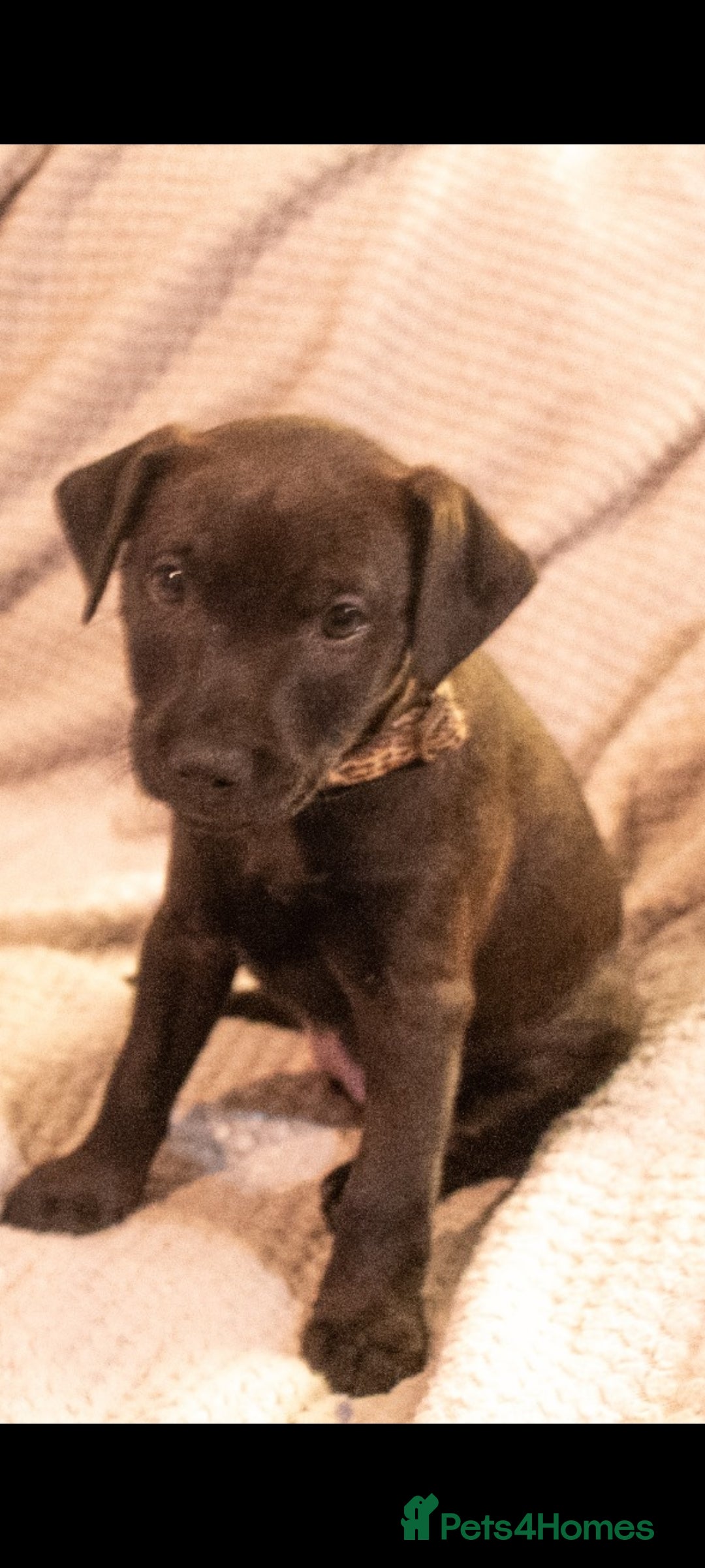 Patterdale Terrier dogs for sale: Patterdale Pups For Sale - Advert 16