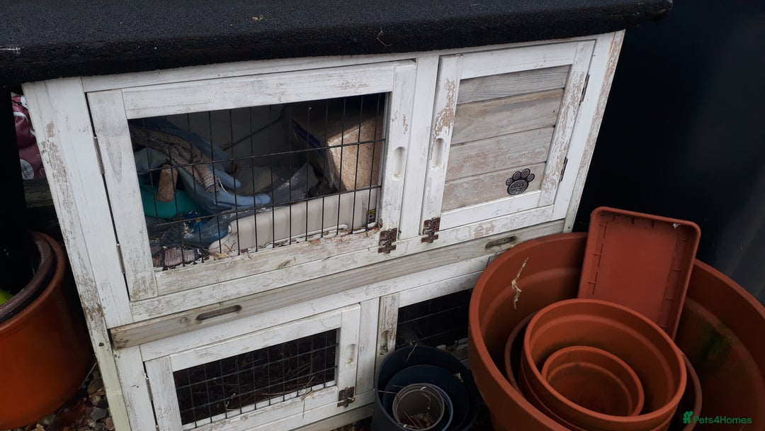 Guinea Pig rodents for sale: 2 female guinea pigs, large hutch and accessories - Advert 5