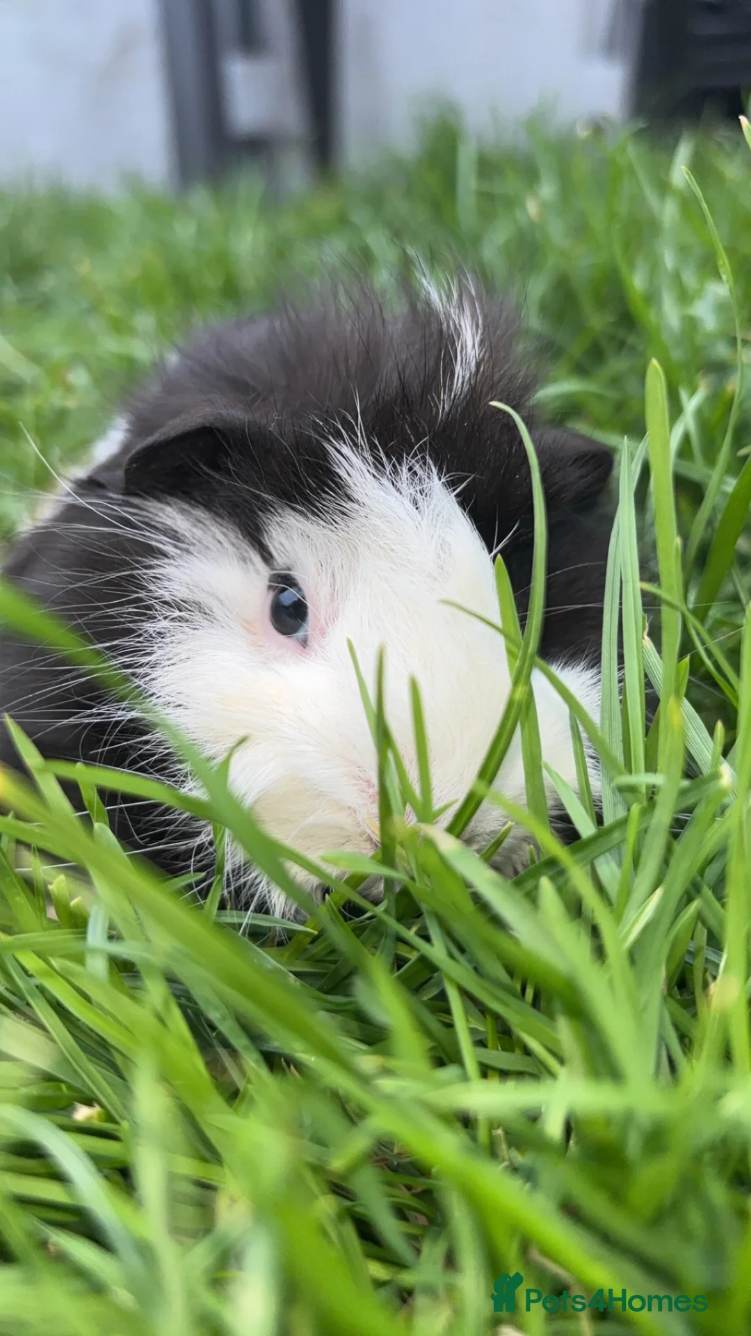 Guinea Pig rodents for sale: 2 guinea pigs  in Widnes - Advert 2