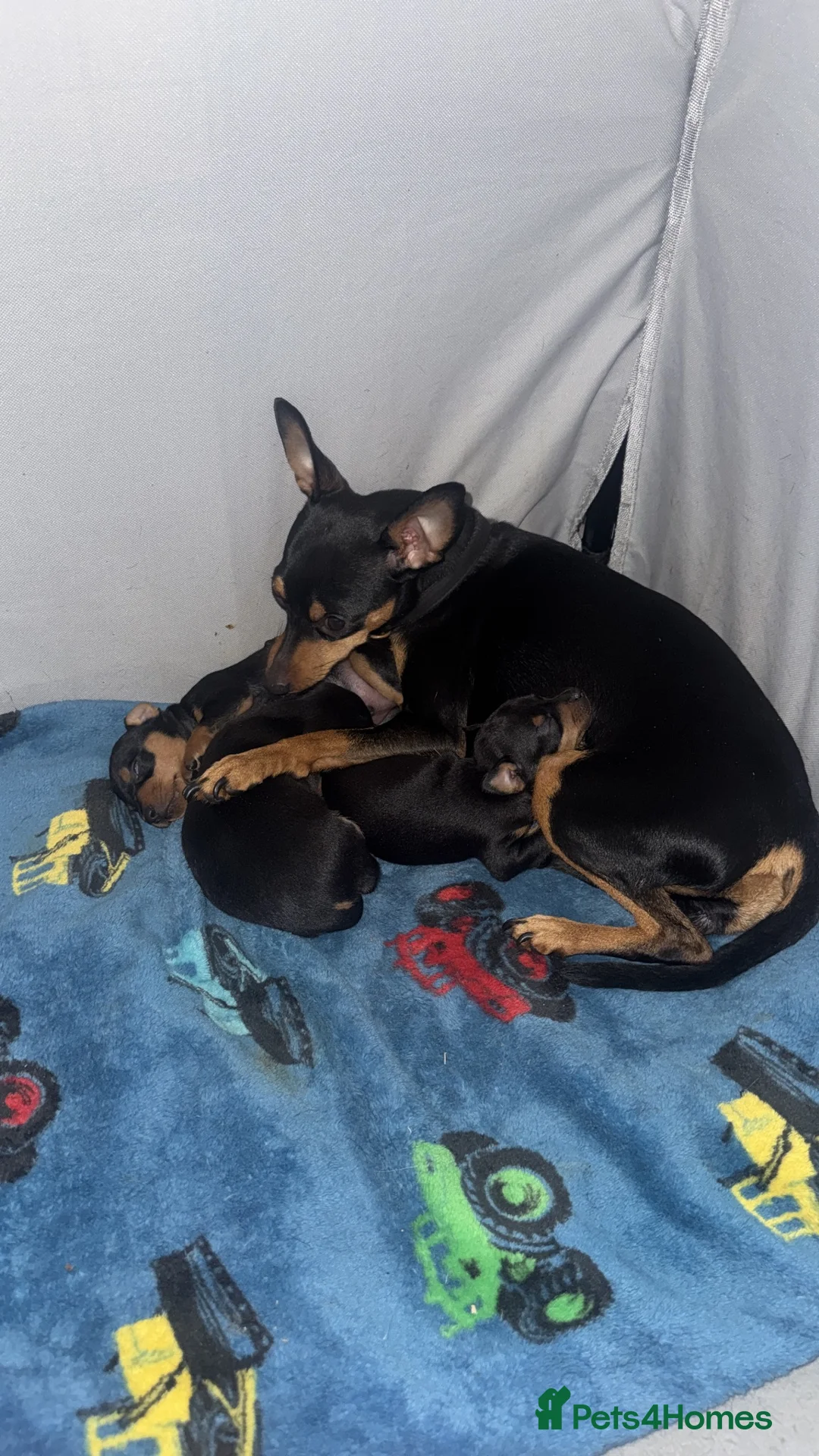 Miniature Pinscher dogs for sale: BEAUTIFUL MINIATURE PINSCHER PUPPIES in Newark - Advert 2