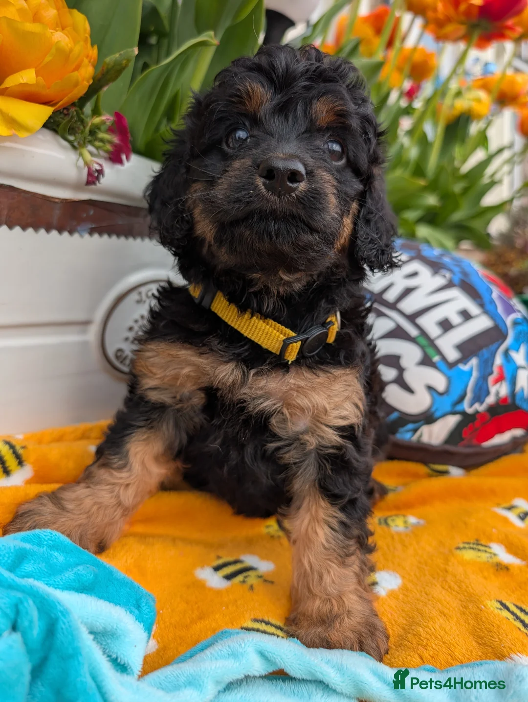 Cavapoo dogs for sale: Stunning Black & tan F1 Toy Cavapoo Puppies  - Advert 1