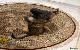 Belgian Shepherd Dog dogs for sale: Belgium Malinois puppy - Advert 4