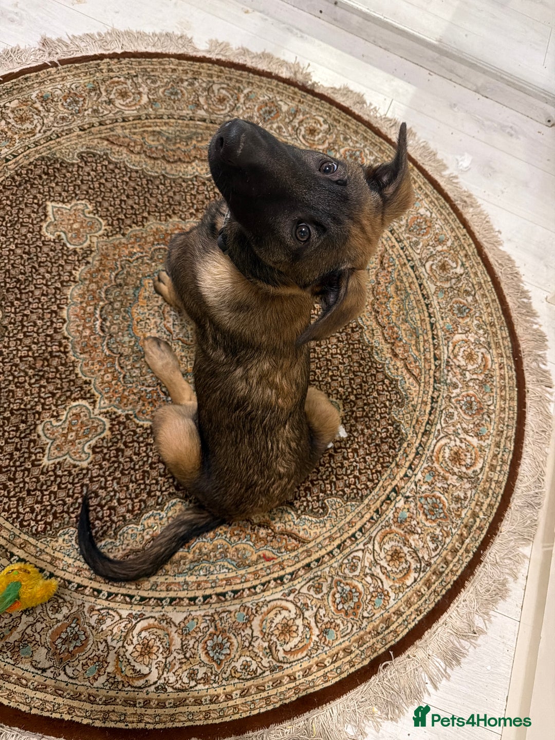 Belgian Shepherd Dog dogs for sale: Belgium Malinois puppy - Advert 4