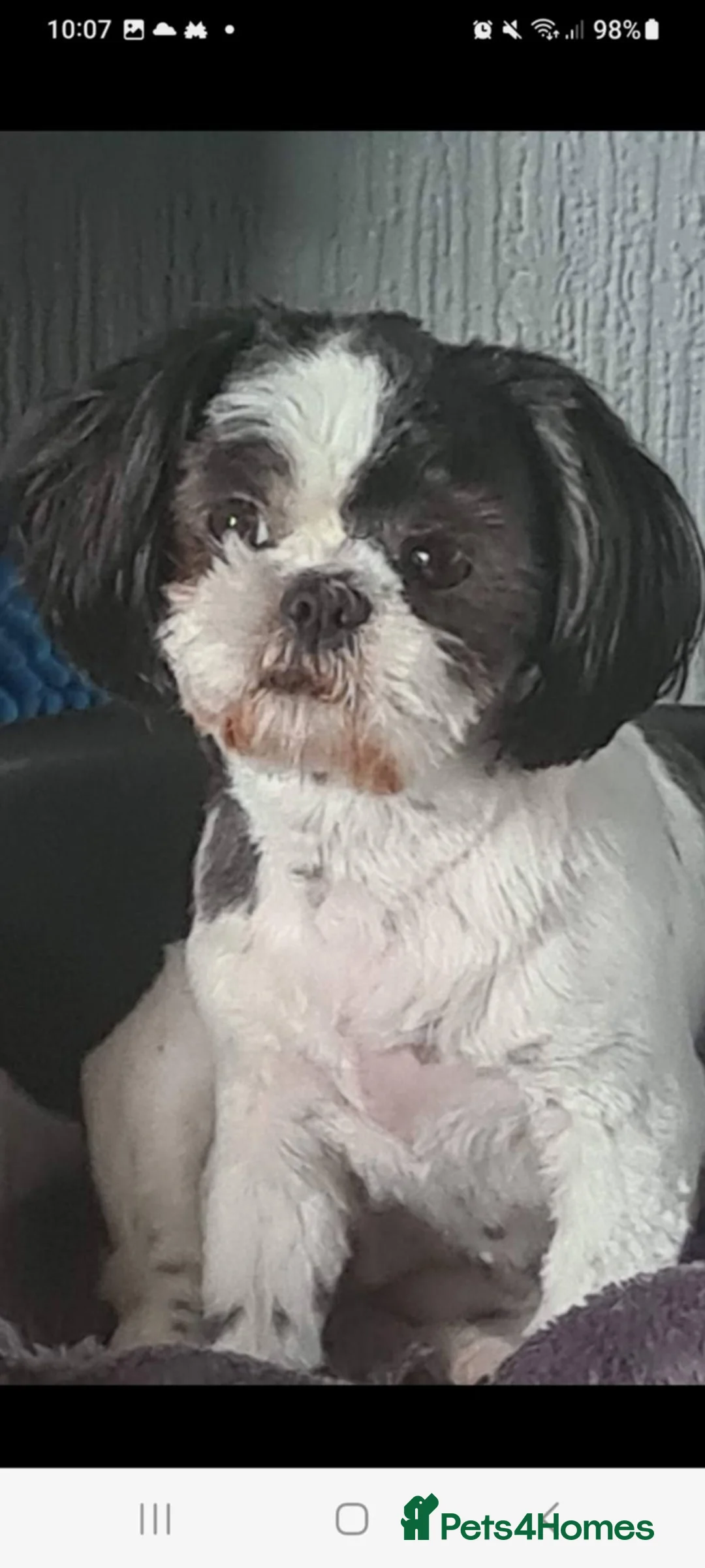 Shih Tzu dogs for sale: Shiz tzu in Doncaster - Advert 2