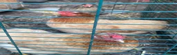 Chickens poultry for sale: Flock of lovely bantams  in London - Advert 3