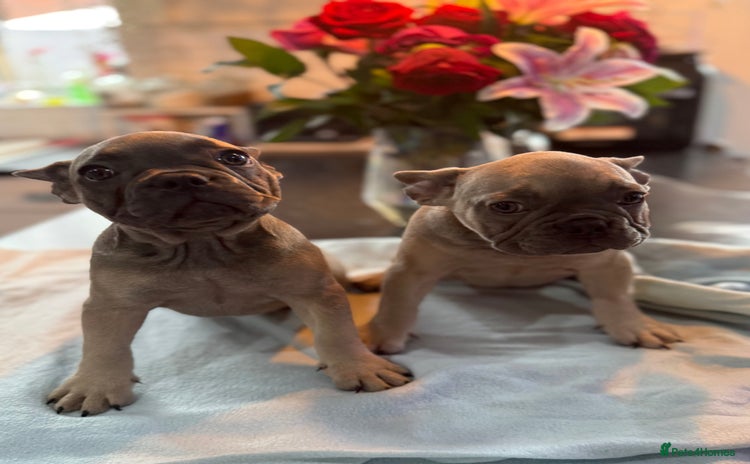 French Bulldog dogs - Advert 1