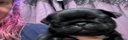 Pug dogs for sale: Little Pug Joy-Bundles with Energy to Share in Birmingham - Advert 8