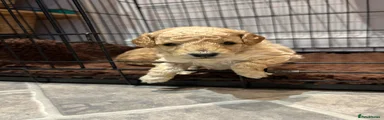 Cockapoo 2