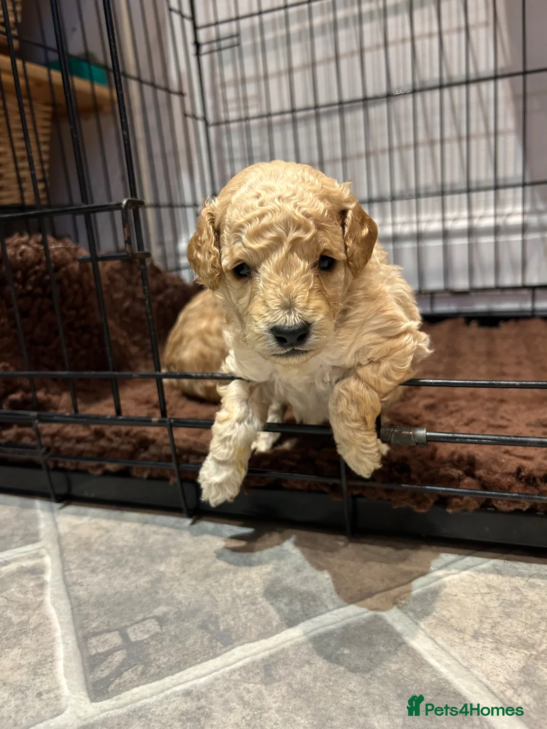 Cockapoo dogs for sale: Beautiful Cockapoo Puppies  - Advert 1