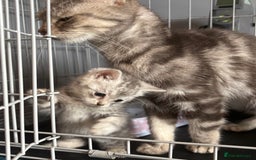 Bengal cats for sale: Silver Bengal male kitten  - Image 3