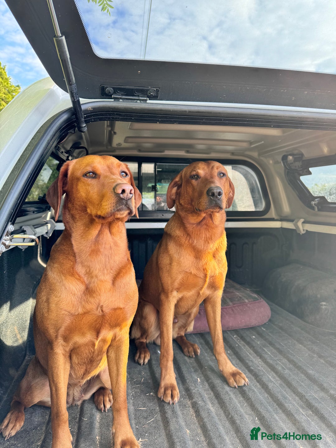 Labrador Retriever dogs for stud: Striking KC Fox Red Labrador Available for Stud  - Image 5