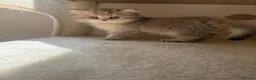 British Shorthair cats for sale: GOLDEN BSH KITTENS AVAILABLE FOR RESERVATION - Advert 19