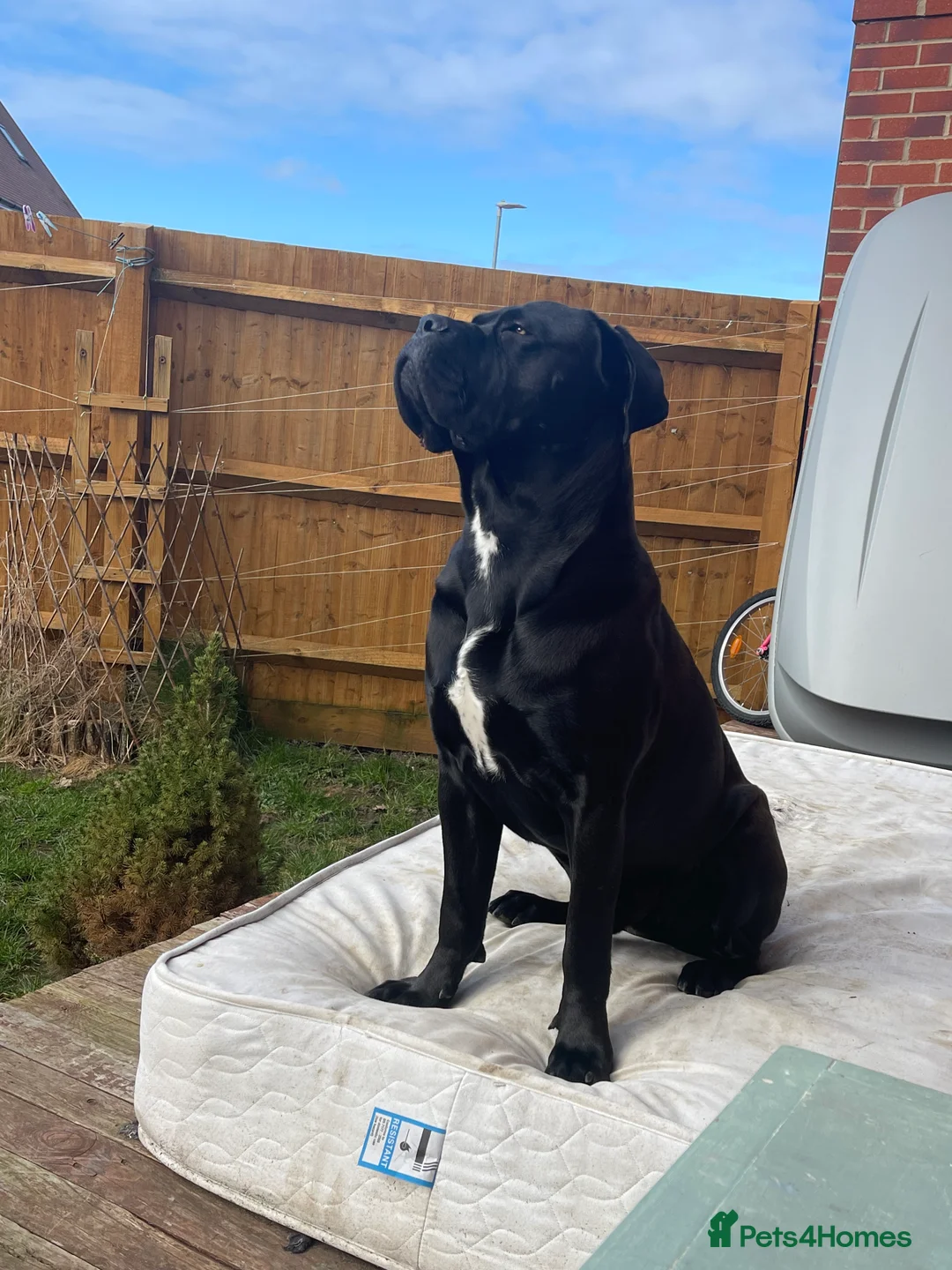 Cane Corso dogs for stud: Roger in Colchester - Advert 13