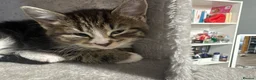 Domestic Shorthair cats for sale: Kittens for sale  in Birmingham - Advert 21