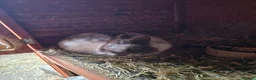 Netherland Dwarf rabbits for sale: Neatherland dwarf bucks in Llandeilo - Advert 2