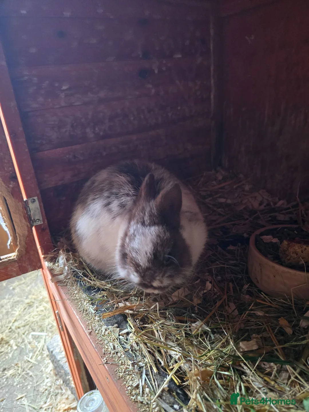 Netherland Dwarf rabbits for sale: Neatherland dwarf bucks in Llandeilo - Advert 2
