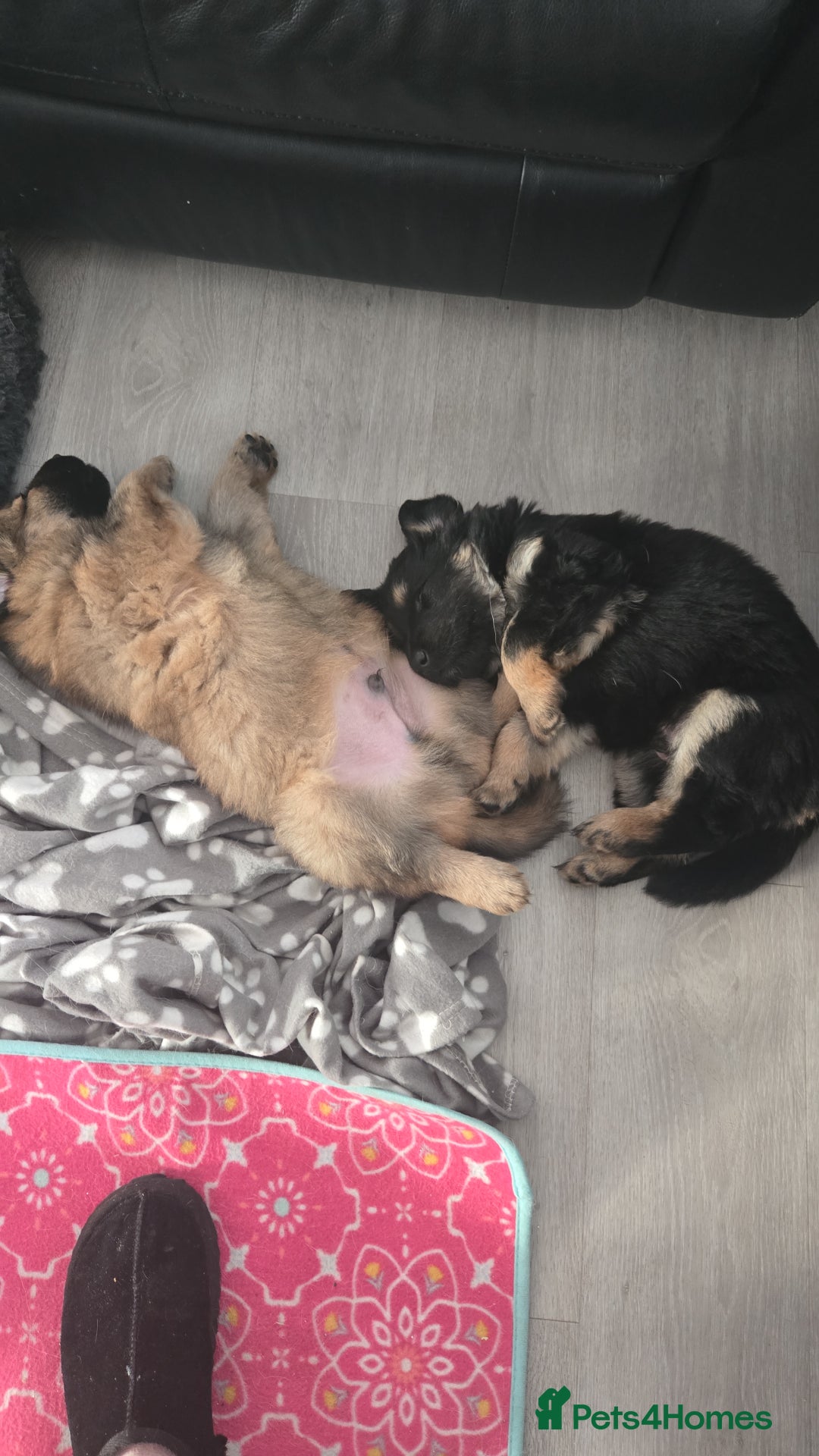 Sheprador dogs for sale: Beutiful male shepradors  - Advert 12