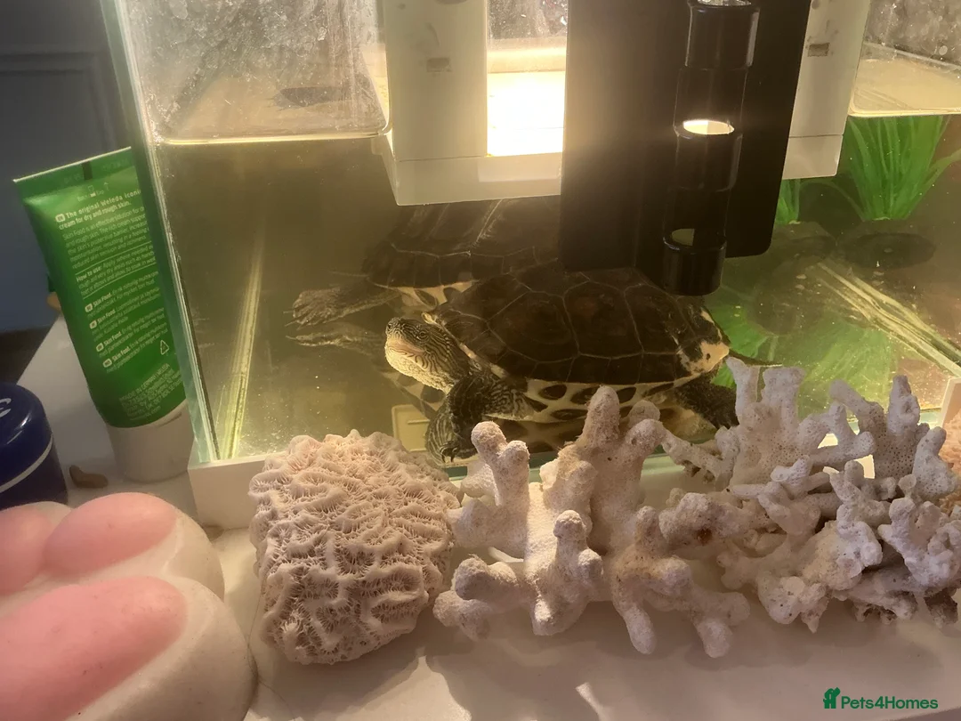 Turtle reptiles for sale: 🐢 Loving Home Wanted for Our Turtle 🏡 in London - Advert 2